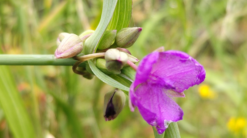 ムラサキツユクサの花 横浜市旭区今宿南町