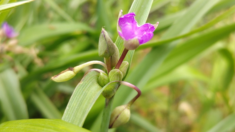 ムラサキツユクサの花 横浜市旭区今宿南町
