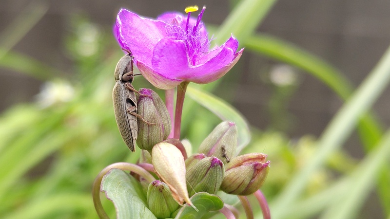 ムラサキツユクサの花とコハナコメツキ 横浜市旭区今宿南町