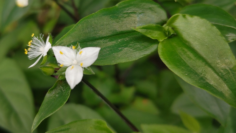 トキワツユクサの花 横浜市旭区今宿南町