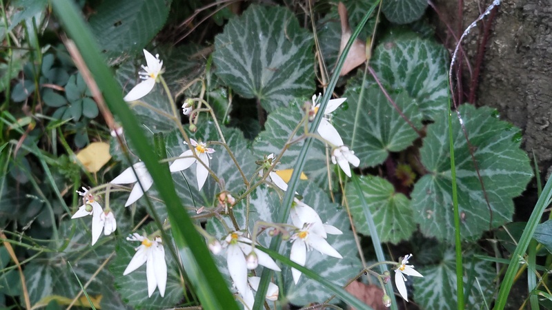 ユキノシタの花 横浜市旭区今宿南町
