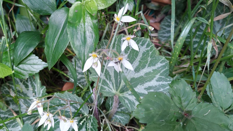 ユキノシタの花 横浜市旭区今宿南町