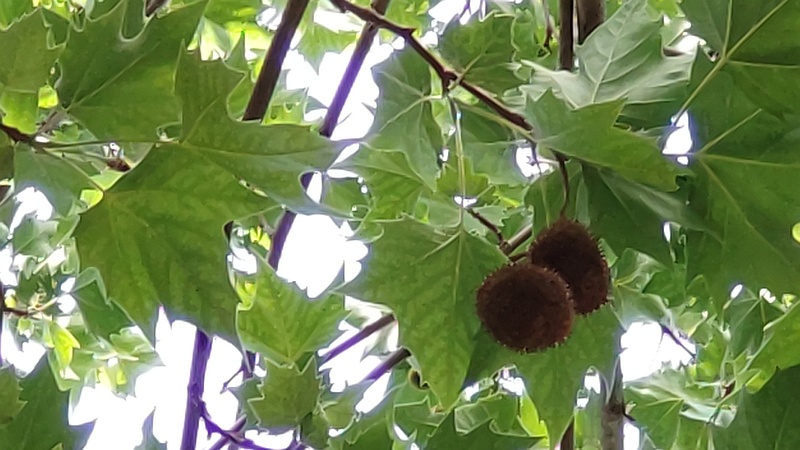 モミジバスズカケノキ 横浜市旭区今宿南町