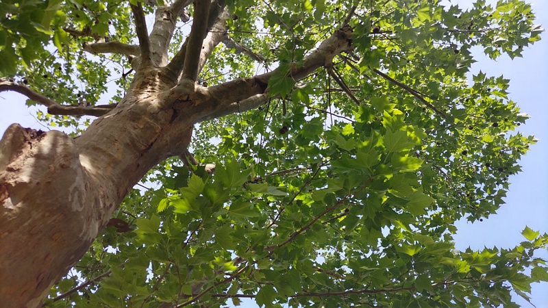 モミジバスズカケノキ 横浜市旭区今宿南町