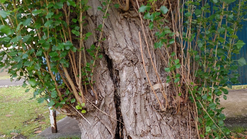 ポプラ 横浜市旭区今宿南町