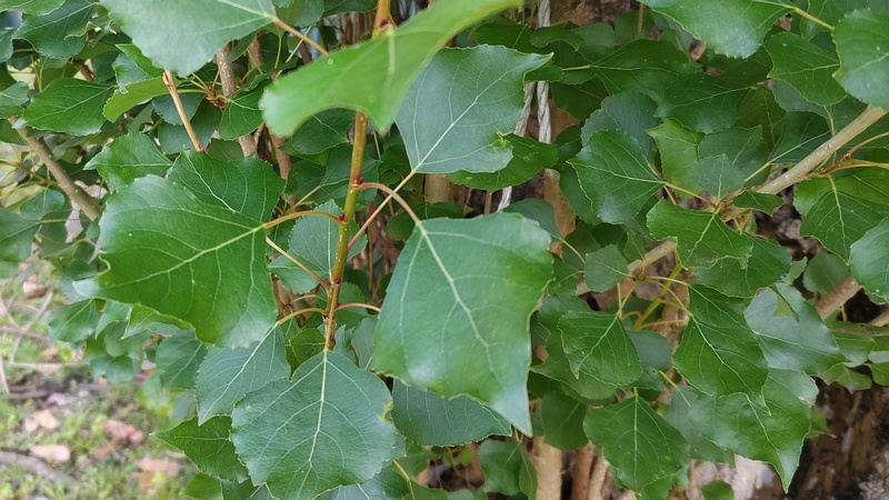 ポプラ 横浜市旭区今宿南町