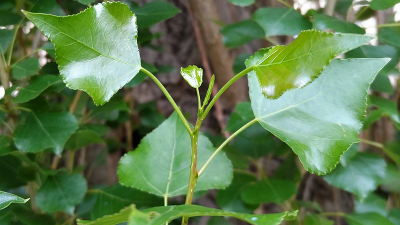 ポプラ 横浜市旭区今宿南町