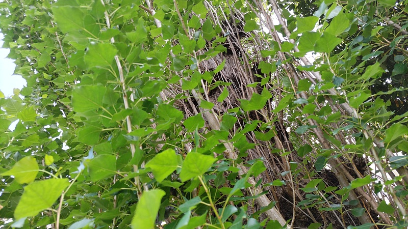 ポプラ 横浜市旭区今宿南町