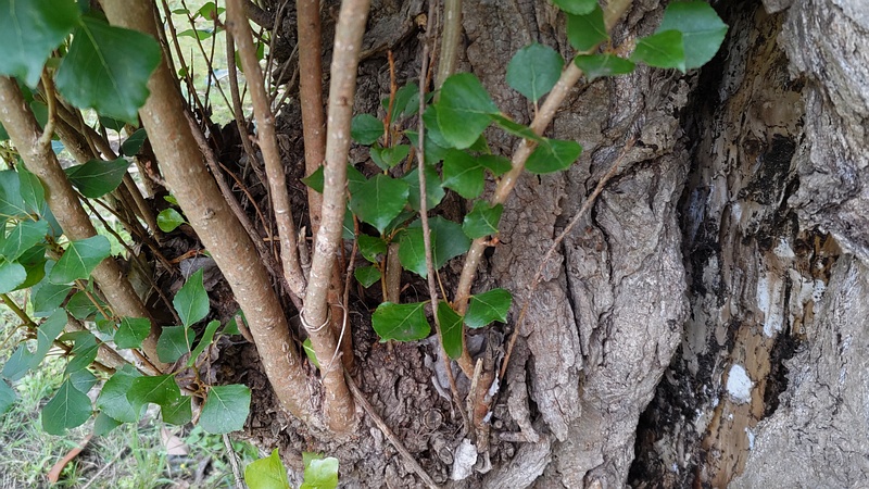 ポプラ 横浜市旭区今宿南町