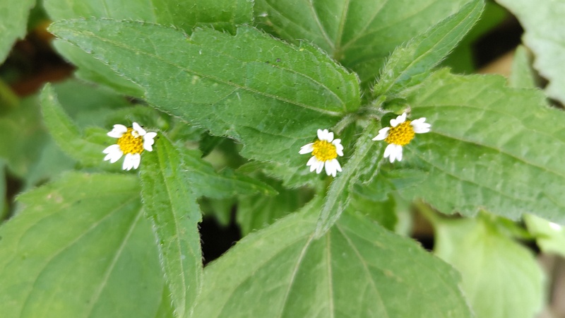 ハキダメギクの花 横浜市旭区今宿南町