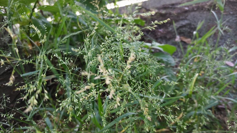 オオスズメノカタビラ 横浜市旭区今宿南町