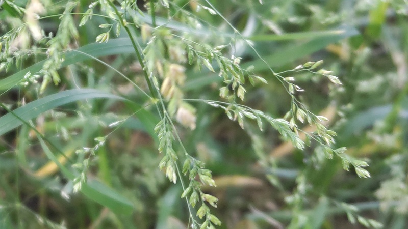 オオスズメノカタビラ 横浜市旭区今宿南町