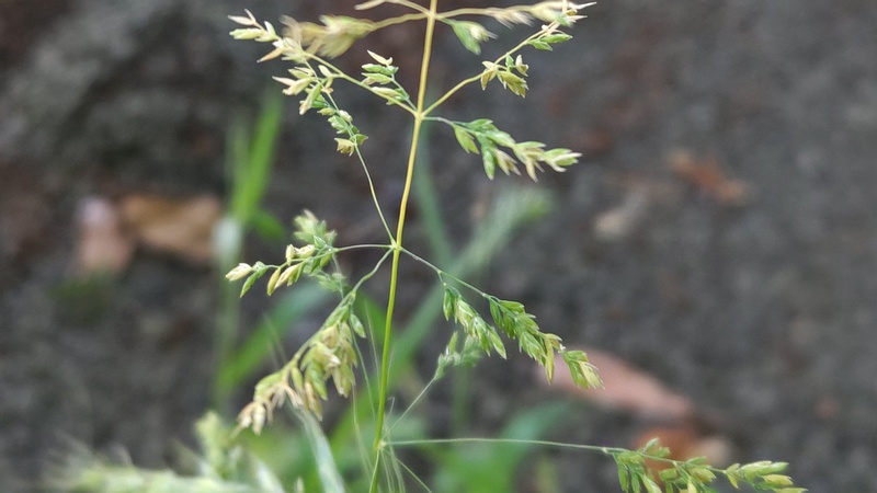 オオスズメノカタビラ 横浜市旭区今宿南町