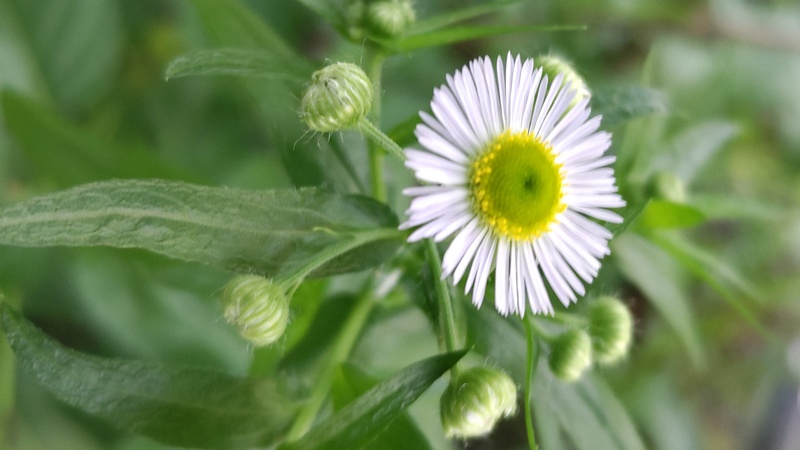 ヒメジョオンの花 横浜市旭区今宿南町