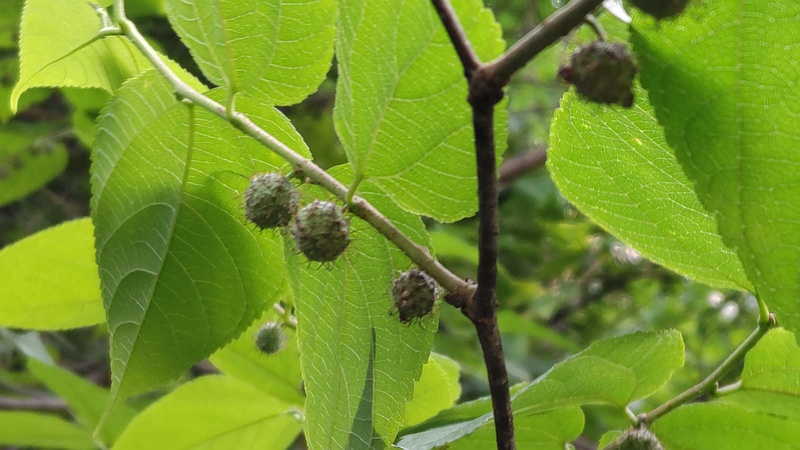 ヒメコウゾの若い果実 横浜市旭区今宿南町