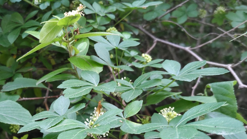 オカウコギの蕾 横浜市旭区今宿南町