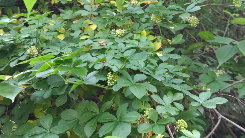 オカウコギの蕾 横浜市旭区今宿南町