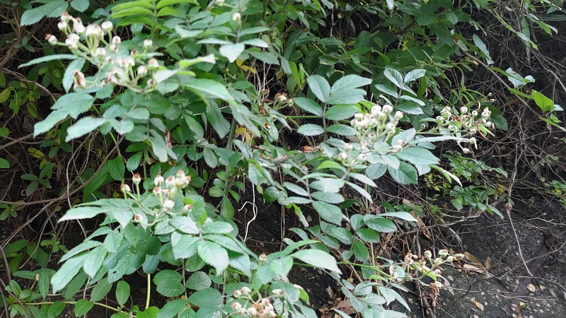 ノイバラの花 横浜市旭区今宿南町