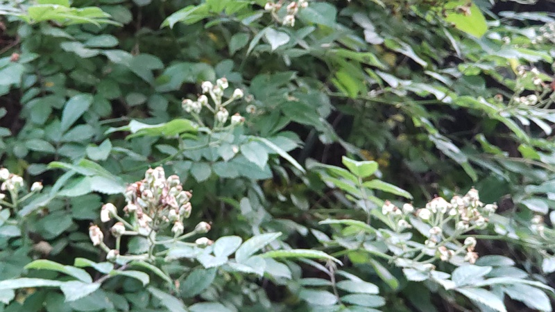 ノイバラの花 横浜市旭区今宿南町