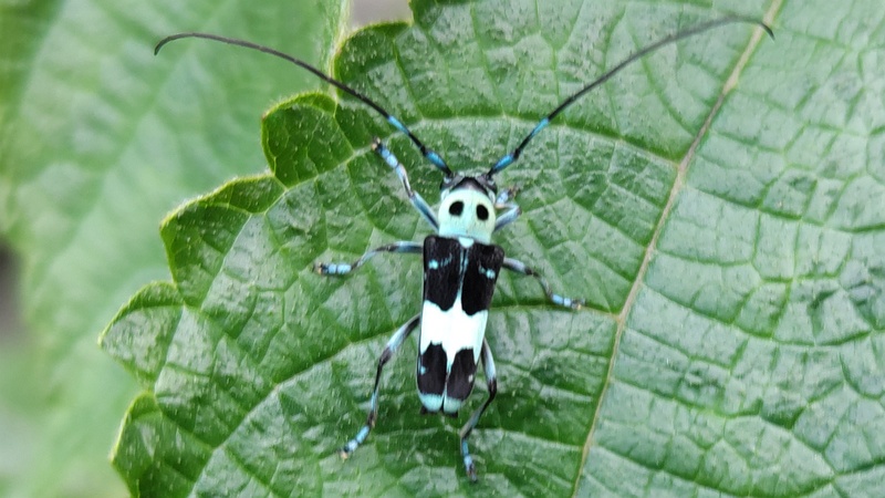 カラムシのラミーカミキリ♂ 横浜市旭区今宿南町