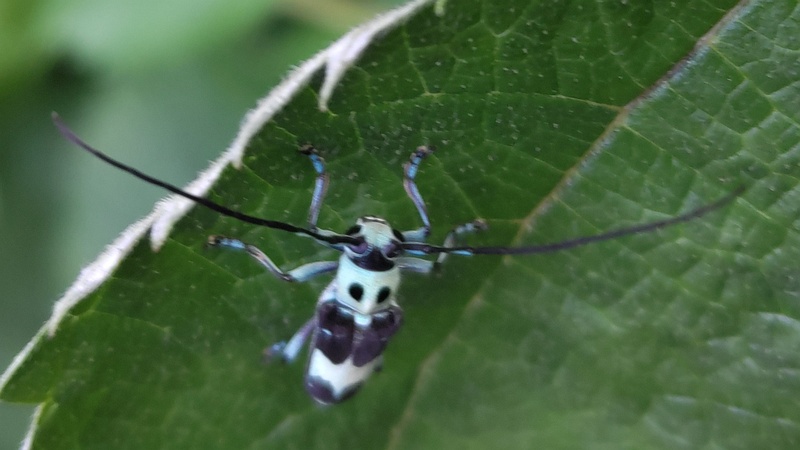 カラムシのラミーカミキリ♂ 横浜市旭区今宿南町