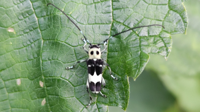 カラムシのラミーカミキリ♀ 横浜市旭区今宿南町