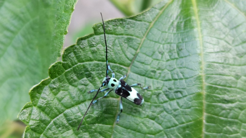 カラムシのラミーカミキリ♂ 横浜市旭区今宿南町