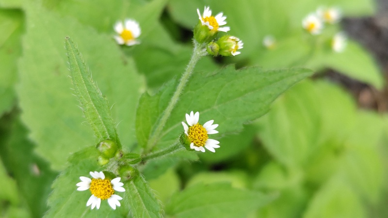 ハキダメギクの花 横浜市旭区今宿南町