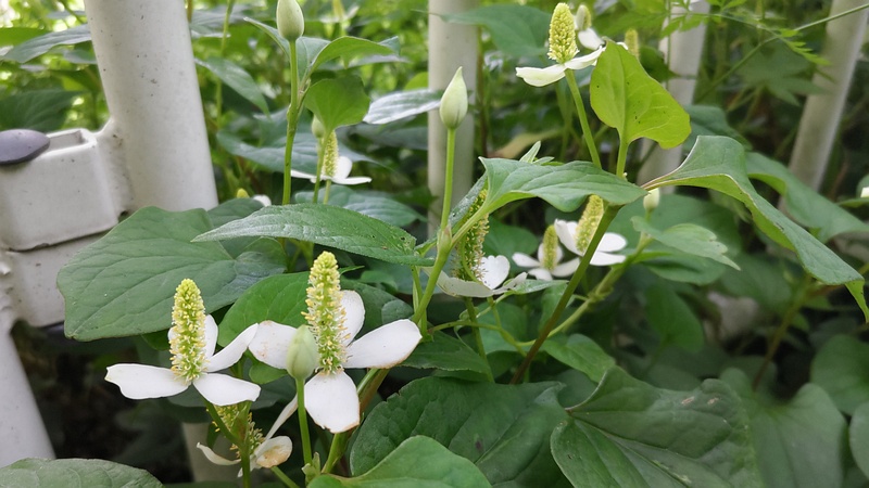 ドクダミの花 横浜市旭区今宿東町