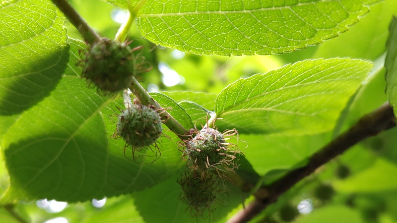 ヒメコウゾの若い果実 横浜市旭区今宿東町