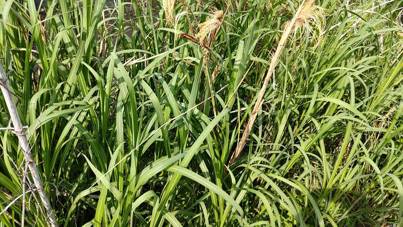 ヒメガマ 横浜市旭区今宿東町