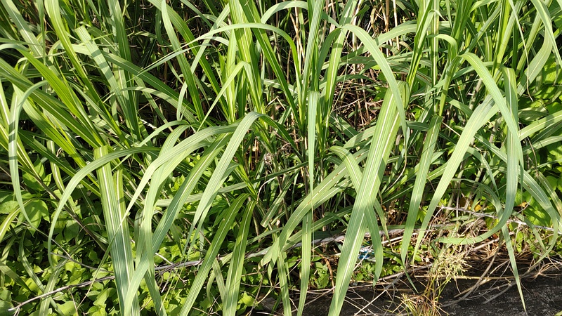 ヒメガマ 横浜市旭区今宿東町