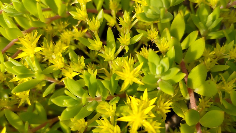 ツルマンネングサの花 横浜市旭区今宿東町
