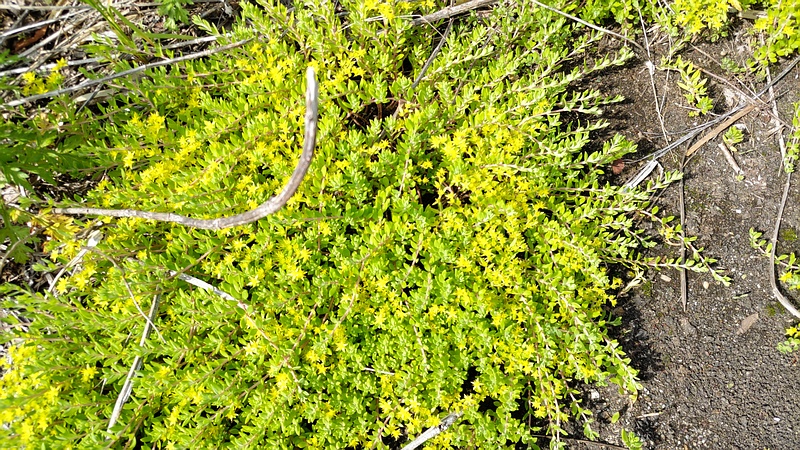 ツルマンネングサの花 横浜市旭区今宿東町