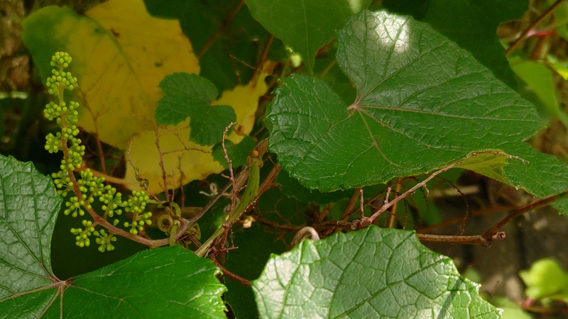 エビヅルの蕾 横浜市旭区今宿東町