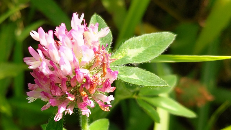 ムラサキツメクサの花 横浜市旭区今宿東町