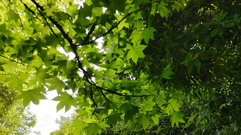 イタヤカエデ 横浜市旭区今宿東町