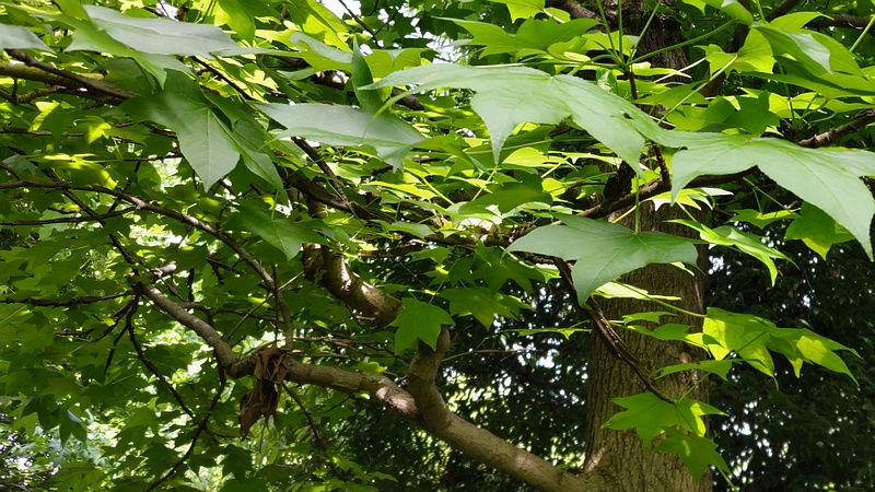 イタヤカエデ 横浜市旭区今宿東町
