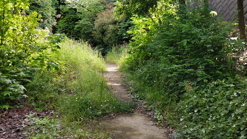帷子川旧川遊歩道 横浜市旭区今宿東町