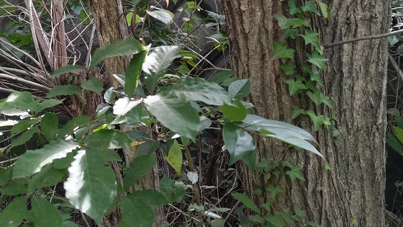 クヌギ 横浜市旭区今宿東町
