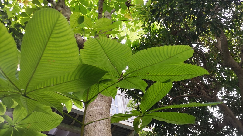 トチノキ 横浜市旭区今宿東町