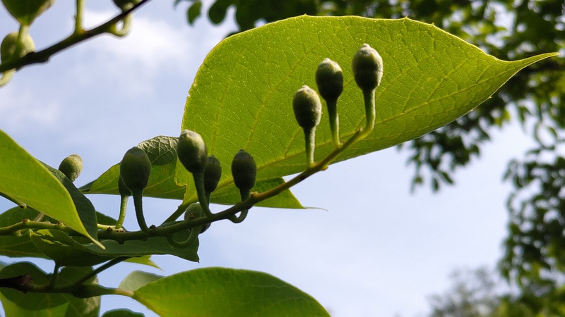 ハクウンボクの果実 横浜市旭区今宿東町
