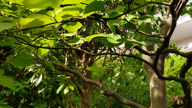 ハクウンボクの果実 横浜市旭区今宿東町