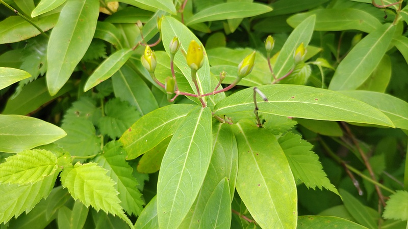 ビヨウヤナギの蕾 横浜市旭区今宿東町