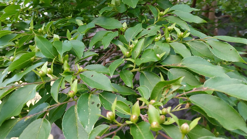 ヒメシャラの蕾 横浜市旭区今宿東町