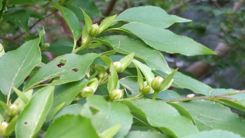 ヒメシャラの蕾 横浜市旭区今宿東町