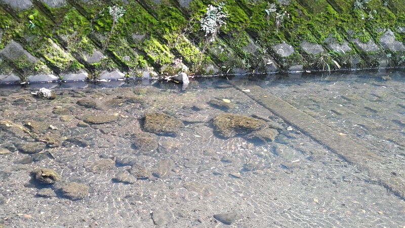 帷子川旧川 横浜市旭区今宿東町