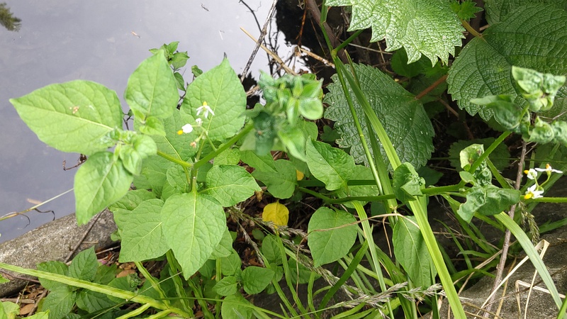 イヌホオズキの花 横浜市旭区今宿東町
