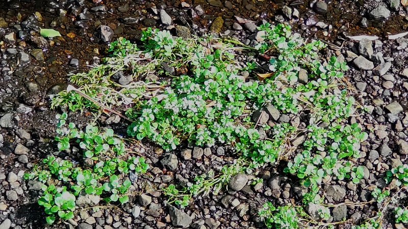 オランダガラシ 横浜市旭区今宿東町
