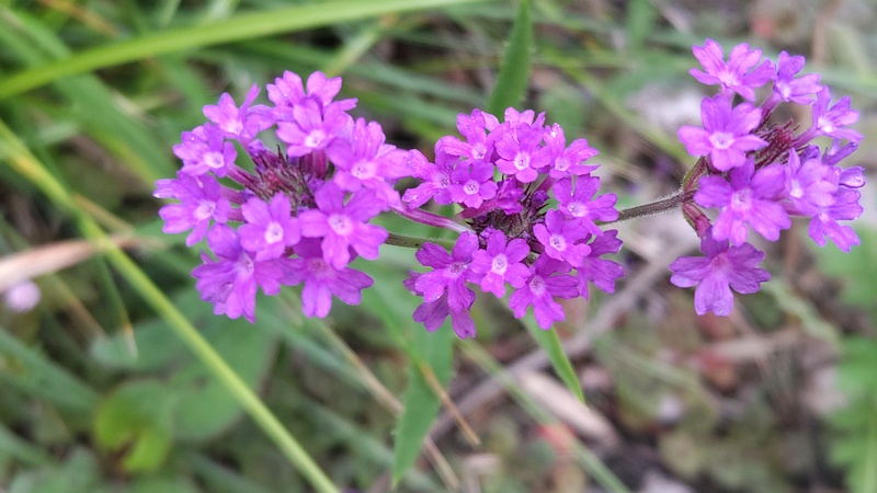 シュッコンバーベナの花 横浜市旭区今宿東町